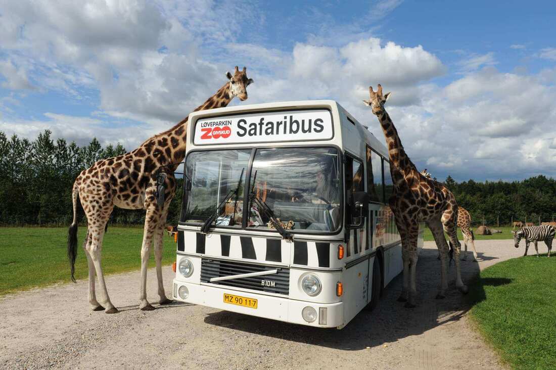 Safaribussen i Givskud Zoo