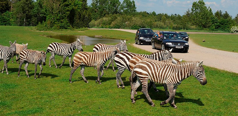 Lej en bus og se zebraerne i Givskud Zoo